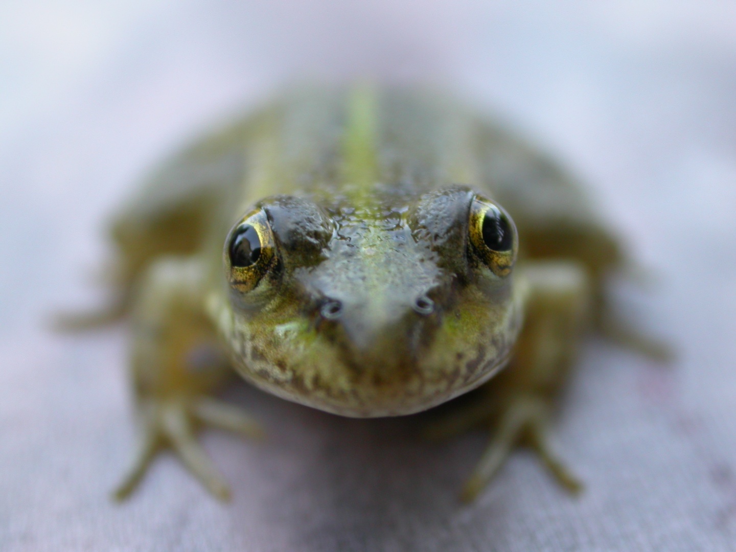 Ova Kurbağası, Bataklık Kurbağası - Pelophylax ridibundus